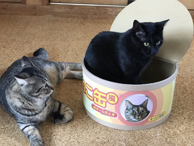 Консервированный кот