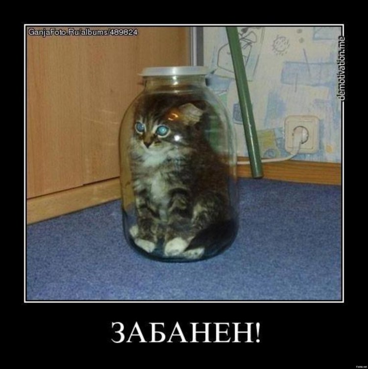 Котенок в банке
