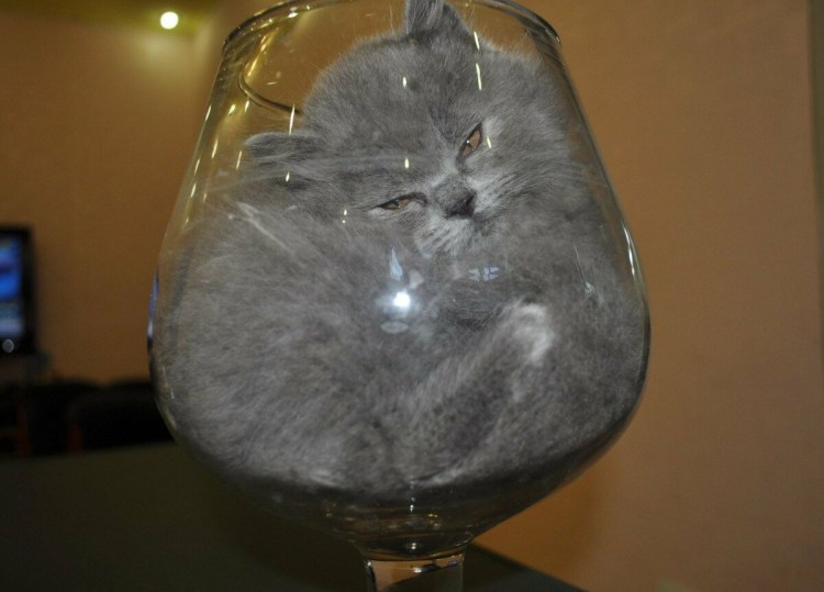 Жидкий кот