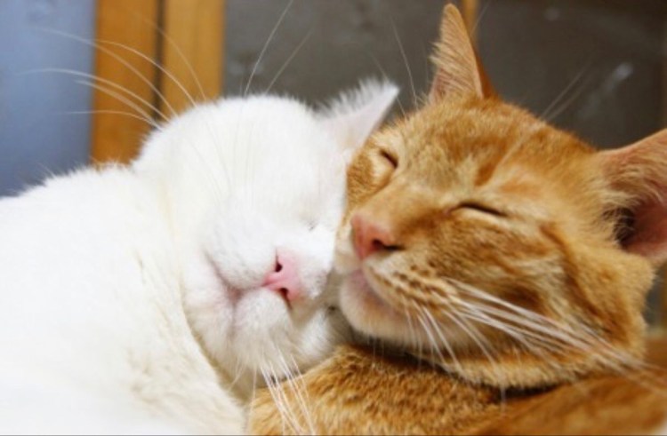 Два котенка рыжий и белый