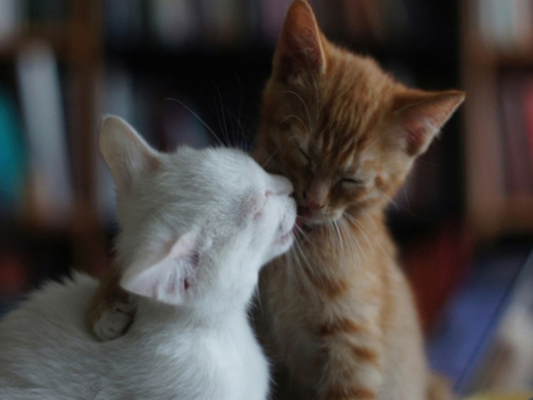 Два котенка рыжий и белый