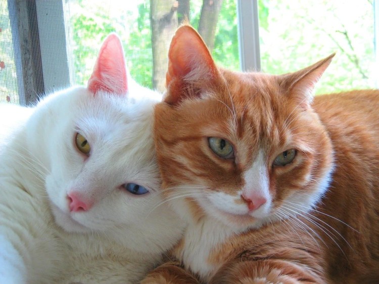 Два котенка рыжий и белый