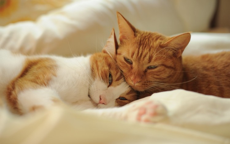 Две рыжие кошки