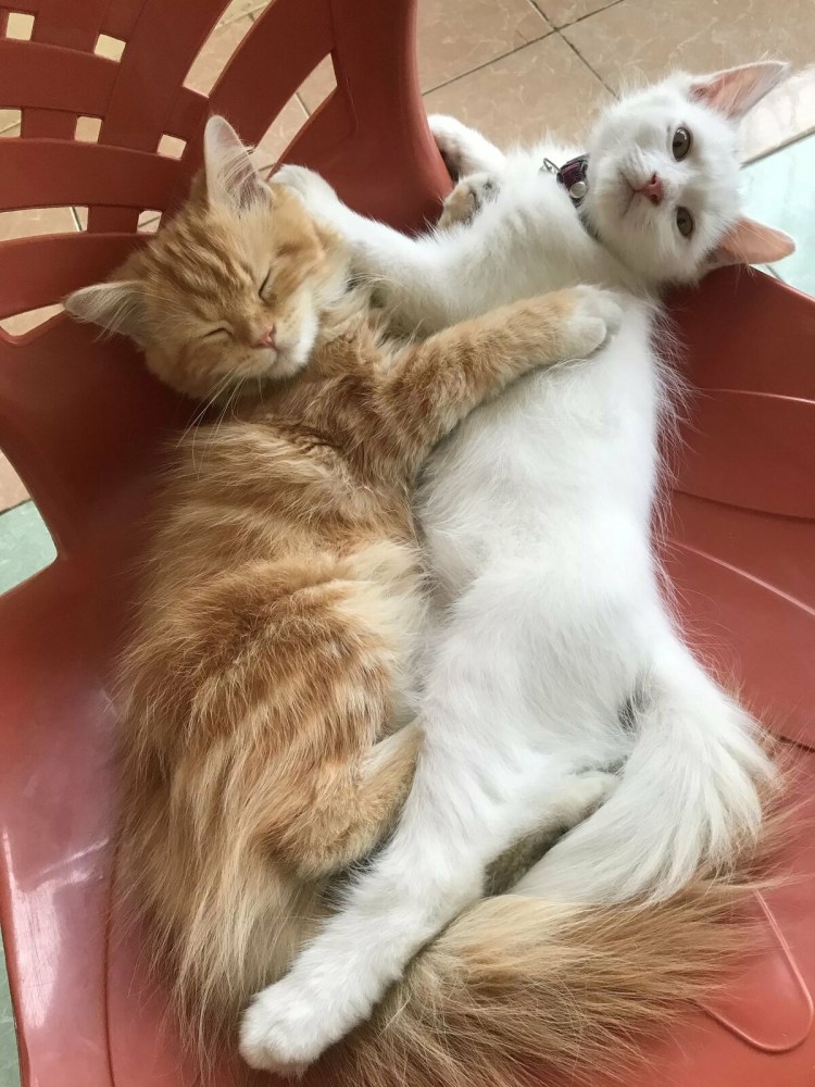 Два котенка рыжий и белый