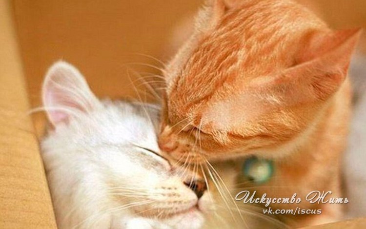 Рыжий и белый котик любовь