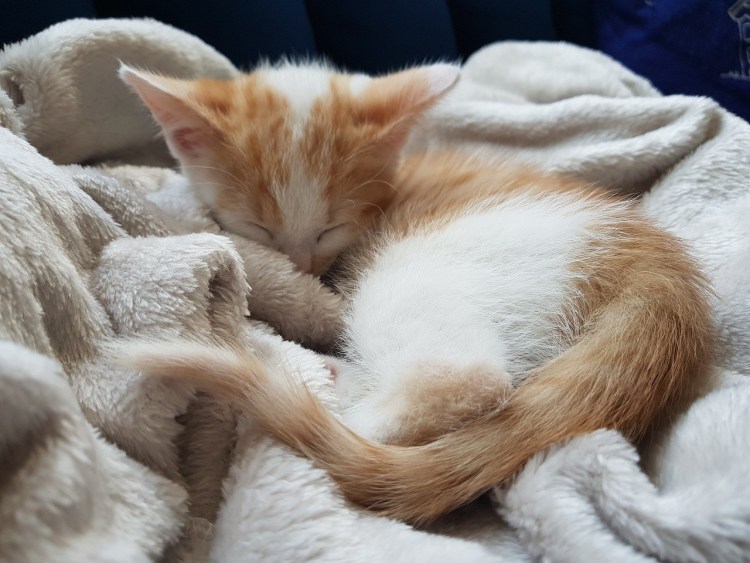 Рыжий котенок во сне мужчине