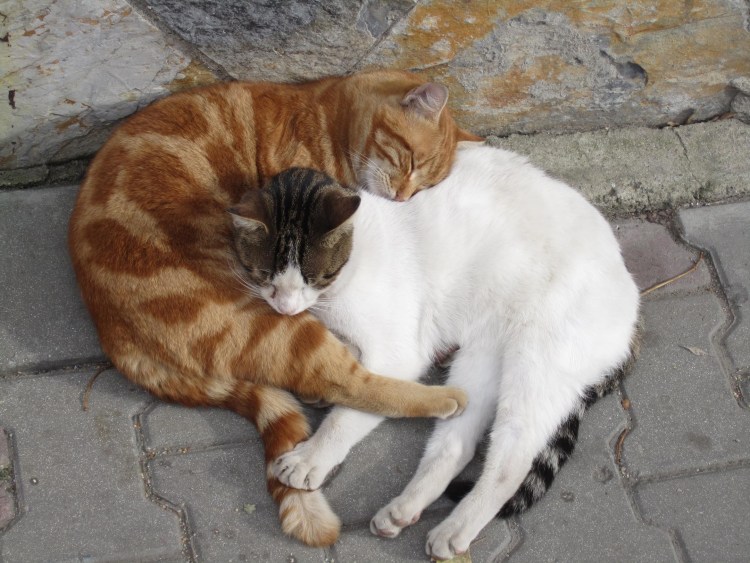 Коты спят друг на друге