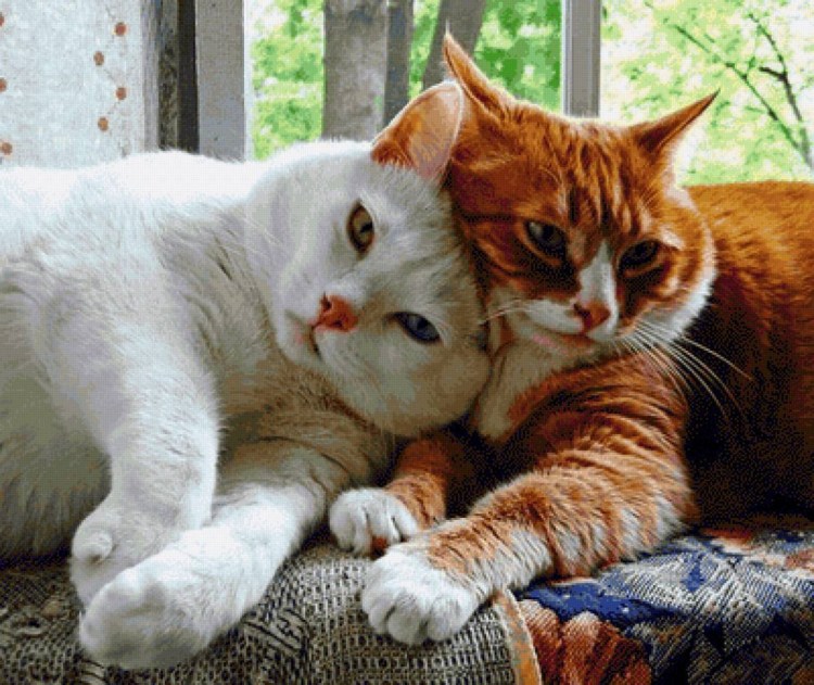 Любимая кошечка