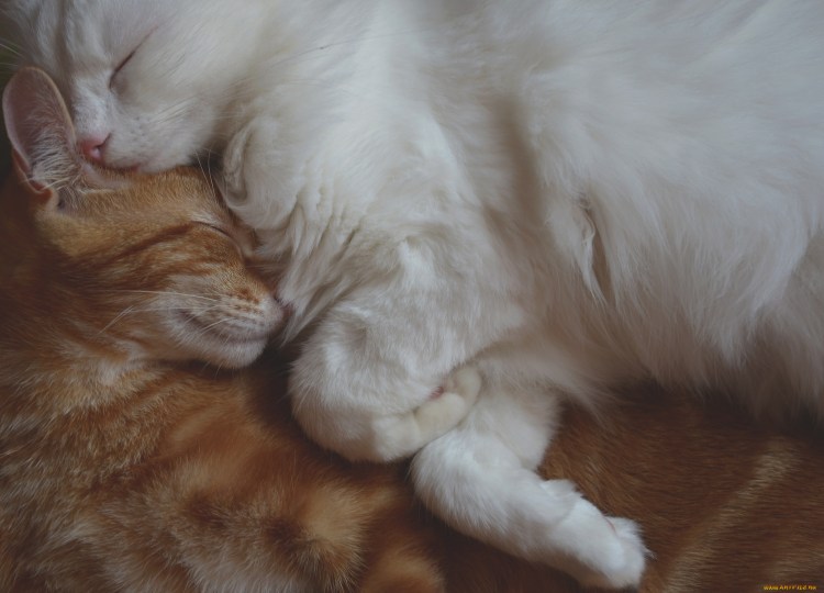 Рыже белый кот