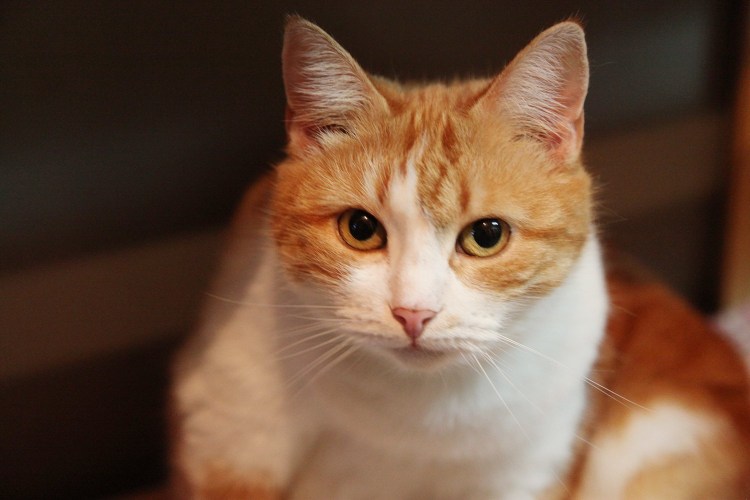 Метис порода кошек рыжий