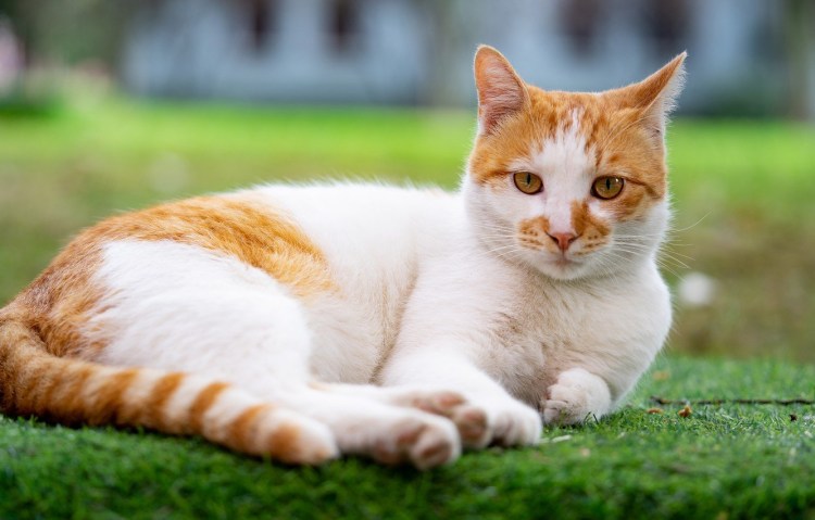 Кошка рыжая с белым