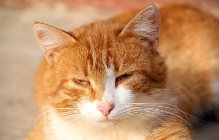 Огненно рыжий кот