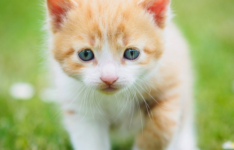 Рыжий котёнок