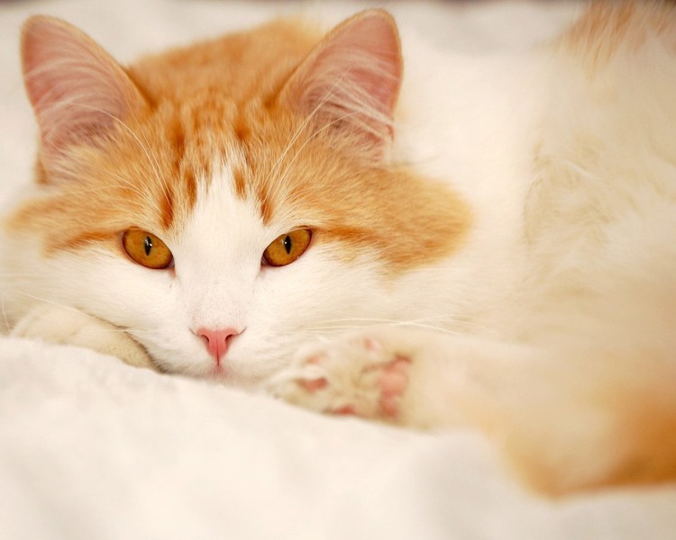 Рыжая кошка