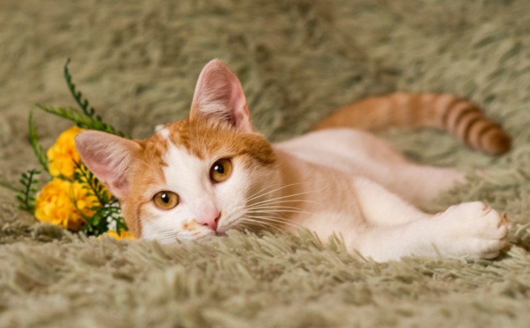 Рыжий кот с пятнами