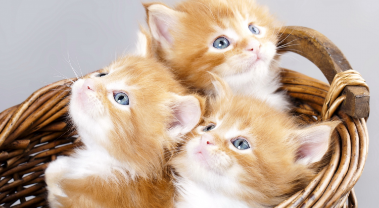 Милые котята