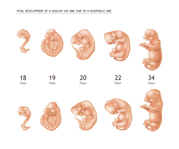 Эмбрион по неделям беременности в хорошем качестве