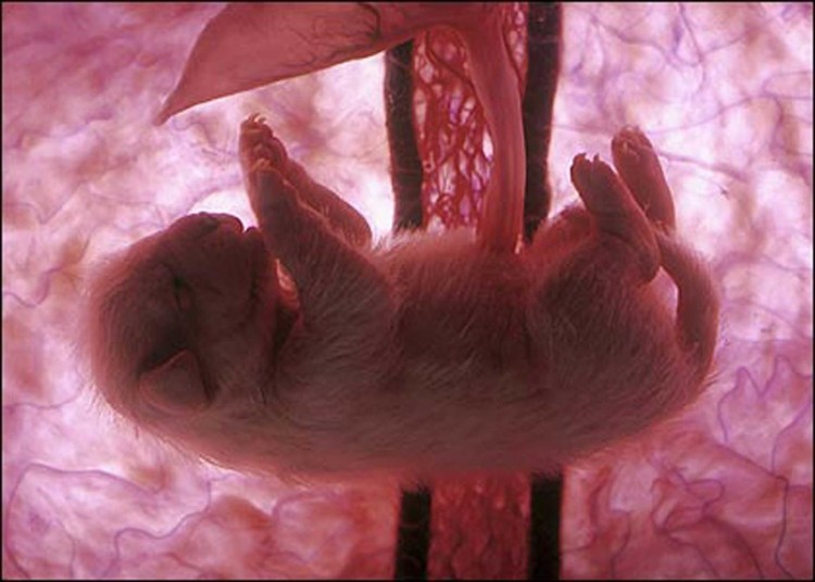 Животные в утробе матери