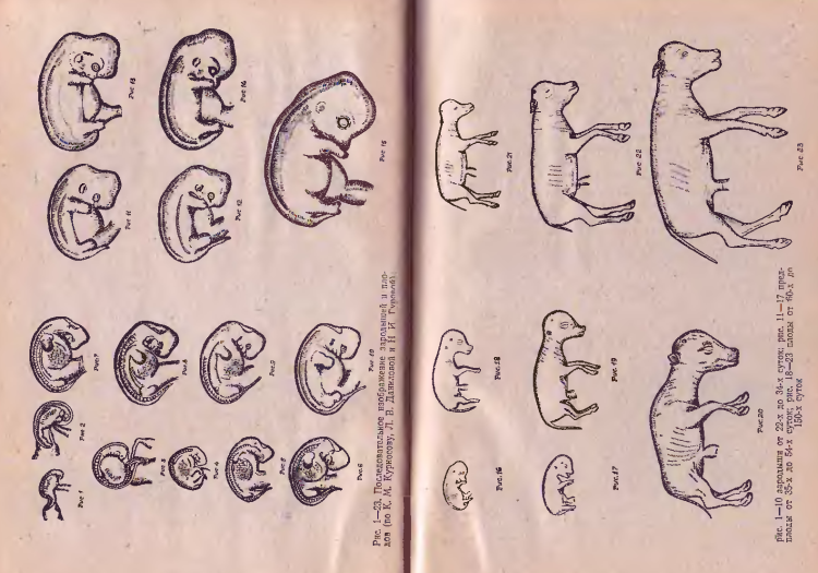 Развитие плода теленка по месяцам