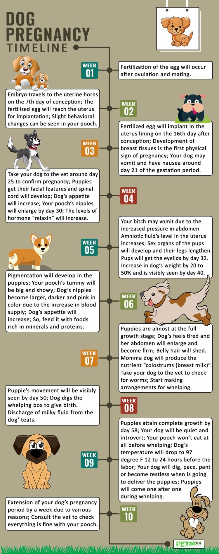 Календарь беременности собаки