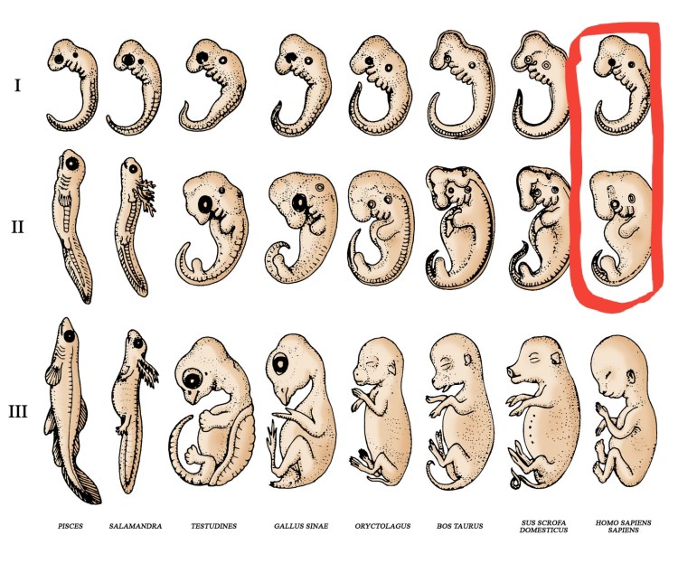 Стадии развития человека в утробе