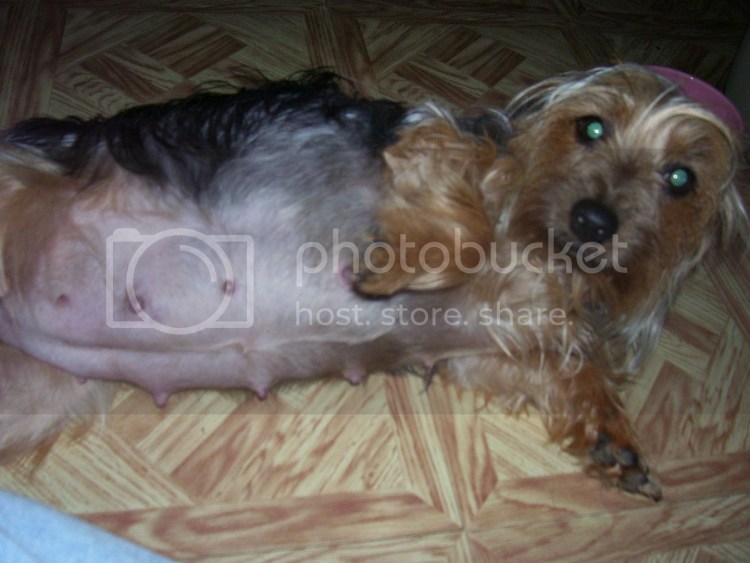 Периодичность течки у собак мелких пород