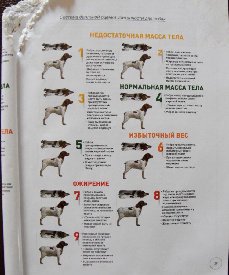 Рост и вес Джек Рассела терьера по месяцам