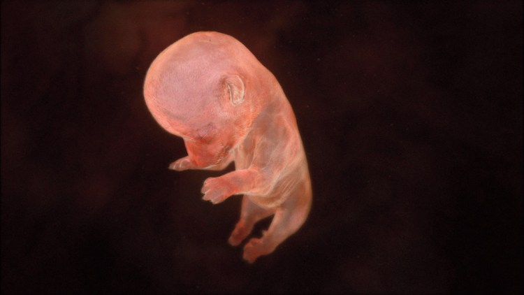 Животные в утробе матери