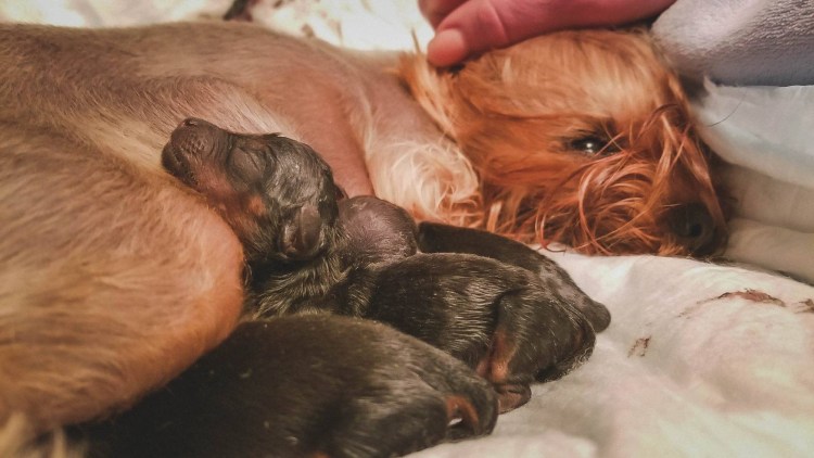 Патологии новорожденных щенков