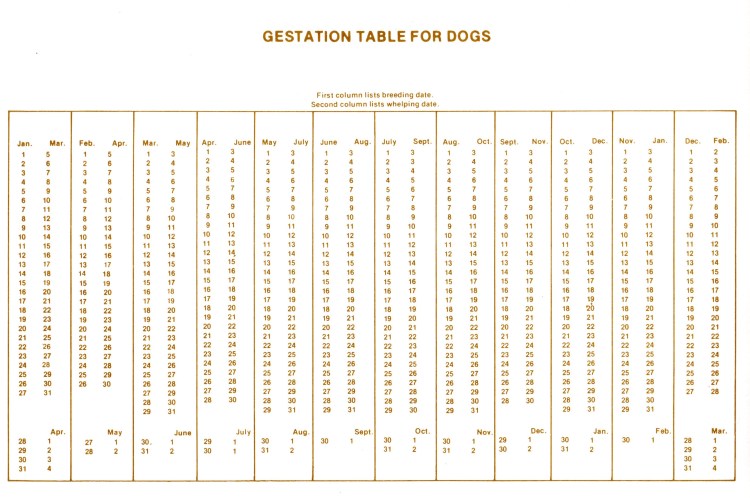 Калькулятор беременности собаки