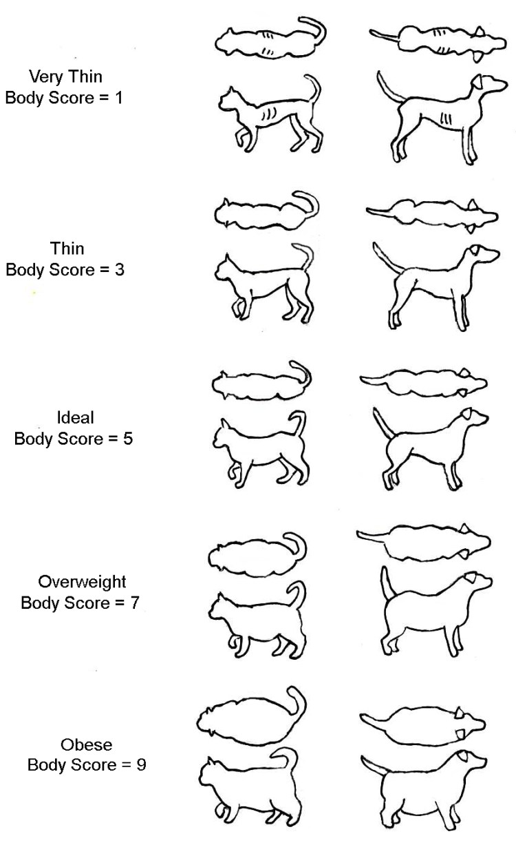 Беременность собаки по дням