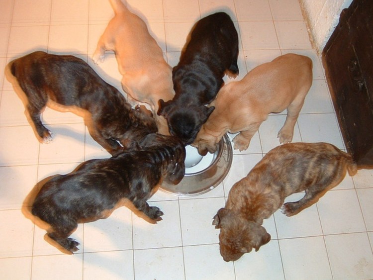 Щенки немецкой овчарки стандарт породы по месяцам