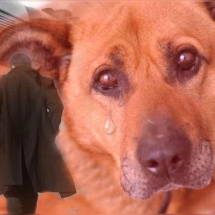 Рыжая собака плачет