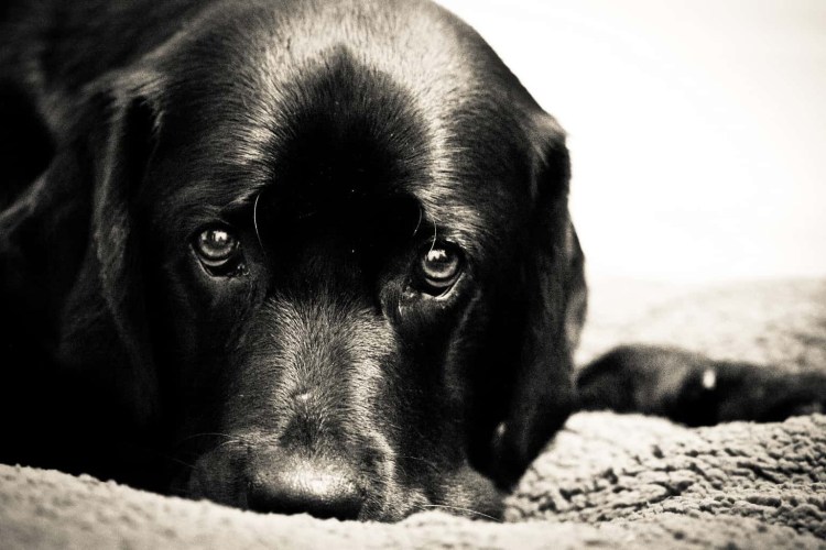 Грустная собака