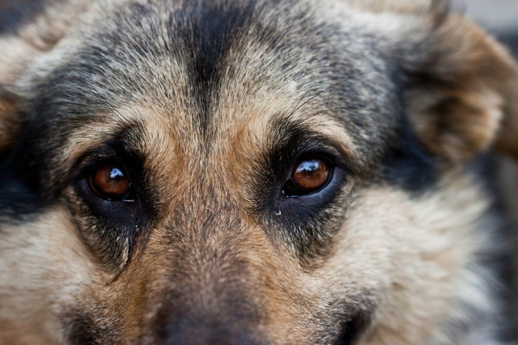 Собака плачет