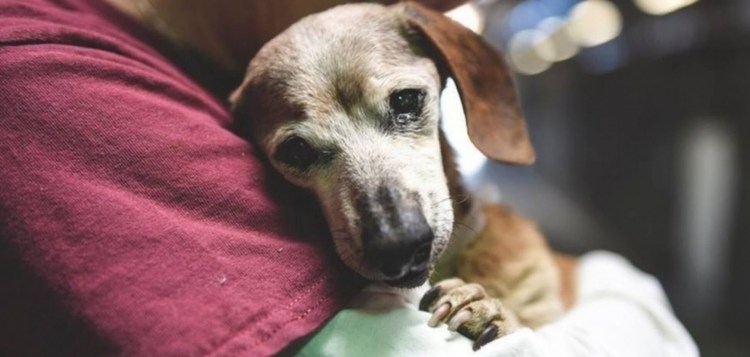 Брошенные породистые собаки