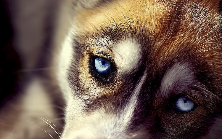 Грустные глаза животных