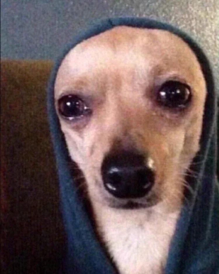 Грустная собака смешная