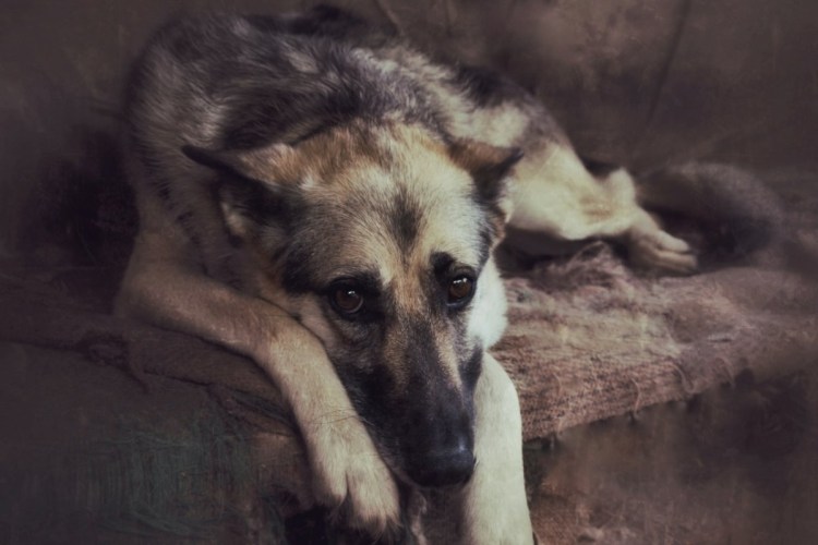 Грусть собака