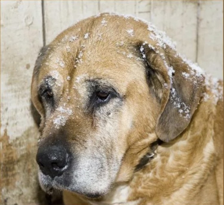 Собачьи слезы