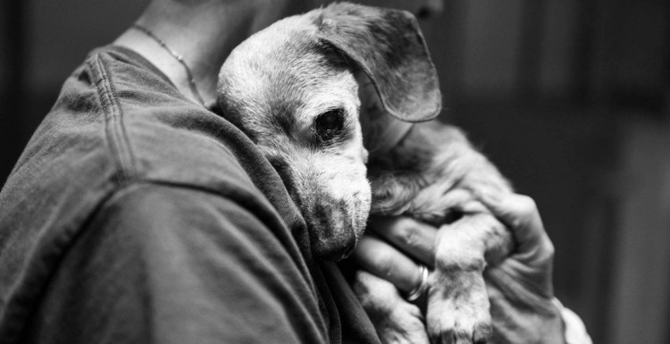 Бездомные животные