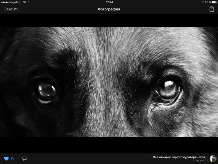 Взгляд собаки