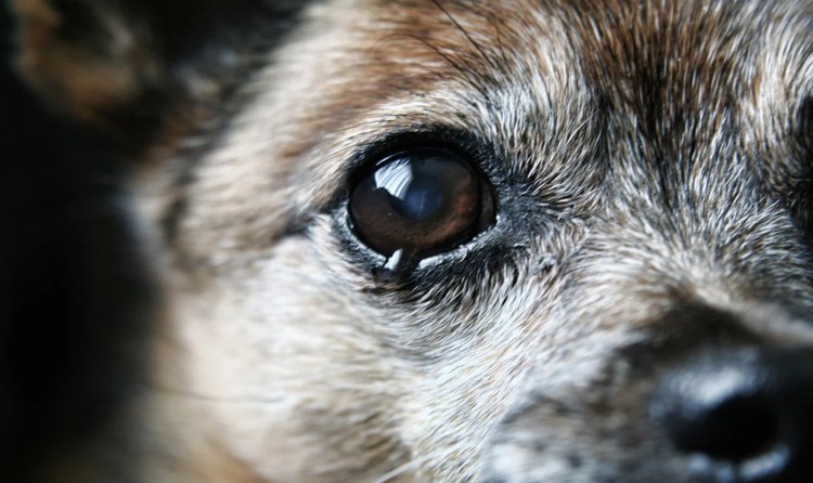 Глаза бездомной собаки