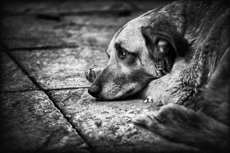 Грустная собака