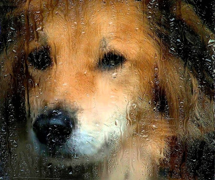 Собака под дождем