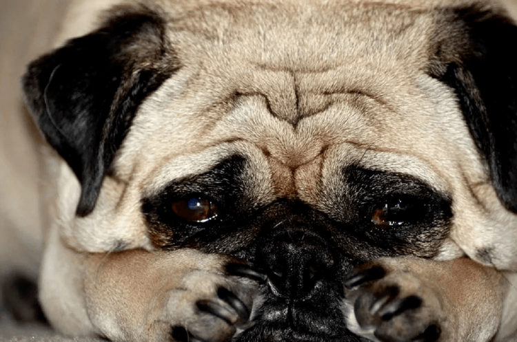 Печальный Мопс