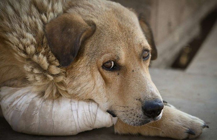 Кошки и собаки