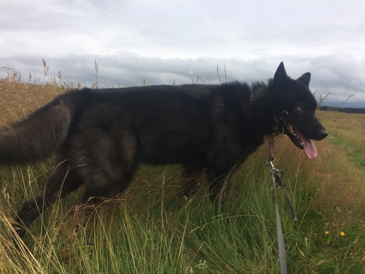 Волкособ вольфхунд