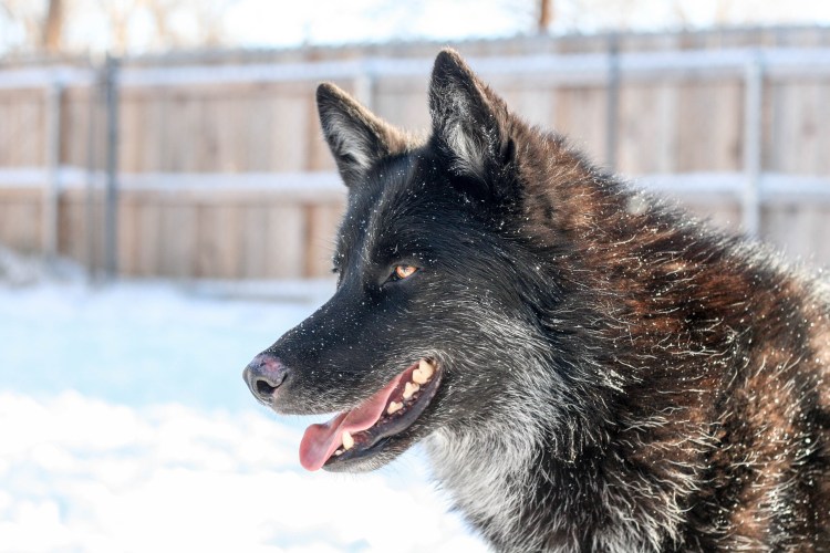 Канадский волкособ вольфхунд