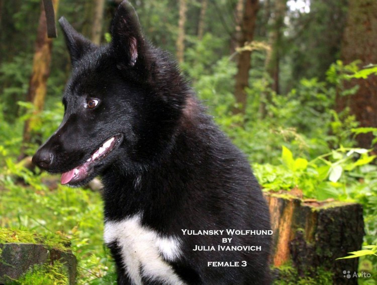 Чешский вольфхунд фото